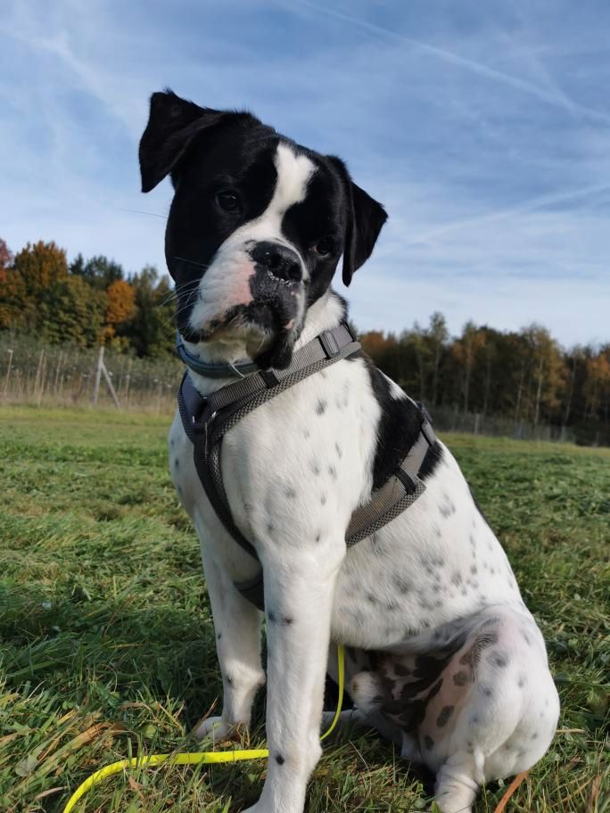 Charlie sucht ein neues Zuhause in Pfarrkirchen