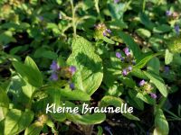 Kleine Braunelle,  Pflanze,  Bodendecker,  Heilpflanze Schleswig-Holstein - Norderstedt Vorschau