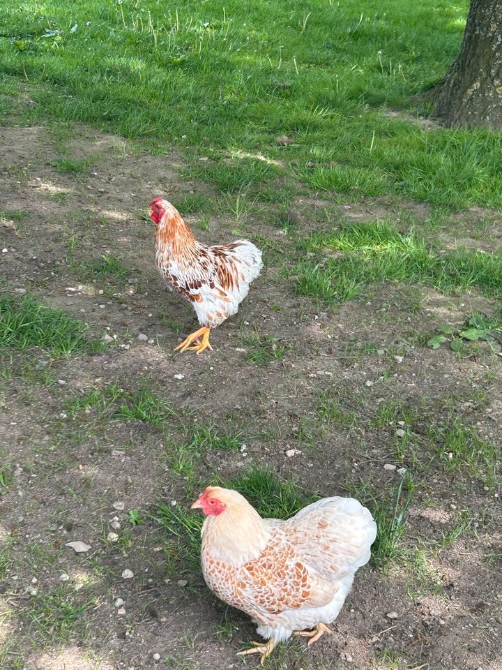 Zwei Hähne Hahn Zwerghuhn Zwerghahn Hühner in Braak