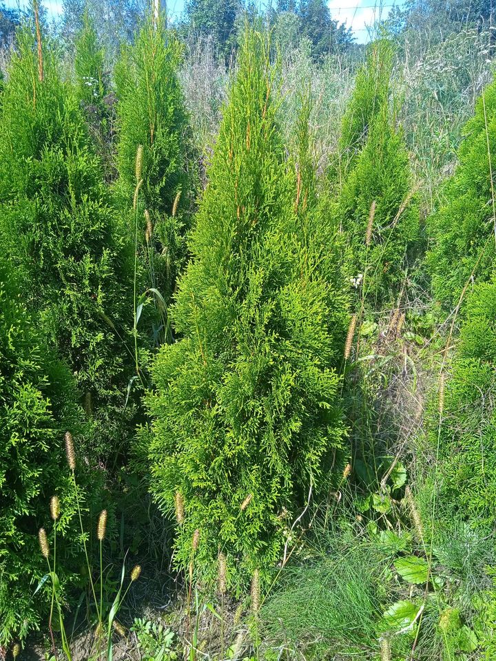 Thuja Smaragd, Höhe 120-140 cm,-GROSSHANDEL !!! in Berlin