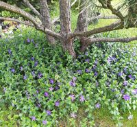 Vinca major, großes Immergrün, Bodendecker, winterhart Sachsen - Lohsa Vorschau