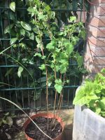 Tayberry Gartenpflanze Himbeere Brombeere Essen - Essen-Kray Vorschau