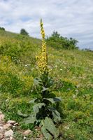 Großblütige Königskerze - Verbascum densiflorum ‍Pflanze heimisch Bayern - Veitshöchheim Vorschau