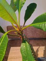 Palme Madagascar-Juwel Spuckpalme Euphorbia leuconeura Bayern - Deggendorf Vorschau