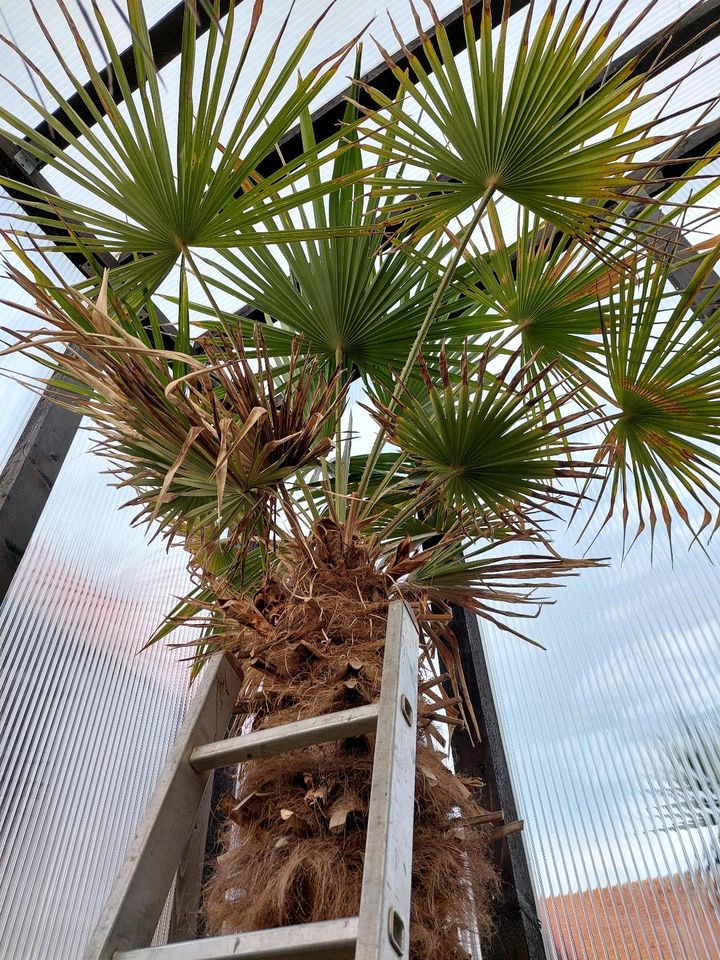 Palmen Hanfpalme in Ballenstedt