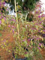 Callicarpa, Schönfrucht, große Gartenpflanze, Solitär Strauch Hessen - Gießen Vorschau