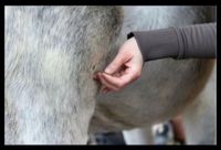 Akupunktur, Tiertherapie, Pferdeakupunktur, Pferde, Hunde Niedersachsen - Wiefelstede Vorschau