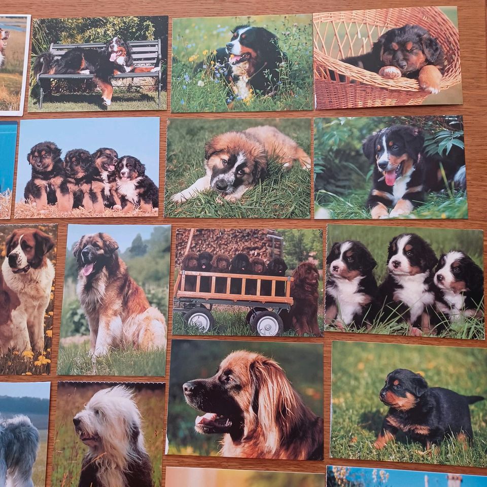 Postkarten Hunde Berner Sennenhund Bernhardiner Bobail Rottweiler in Rangsdorf