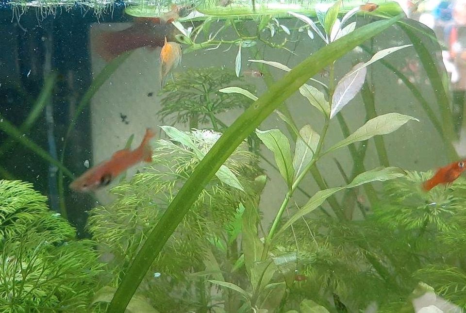 Aquariumfische Platys Welse in Höxter
