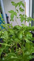 Überwinterte Tomate mit Basilikumpflanze Hessen - Darmstadt Vorschau