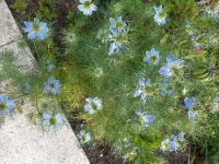 Jungfer im Grünen, Sommerblume, Gartenblume blau Baden-Württemberg - Renningen Vorschau