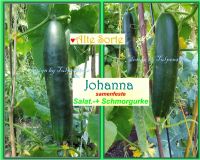 ♥ BIO Salatgurke Johanna samenfest,Gurke historische Sorte Samen Eimsbüttel - Hamburg Schnelsen Vorschau