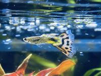 Guppy - Fische - Aquarium Bayern - Ruhstorf an der Rott Vorschau