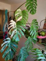 Monstera Variegata Steckling Bielefeld - Dornberg Vorschau