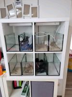 Aquarium Fische Garnelen Zuchtstation 8x12l Nordrhein-Westfalen - Rheinberg Vorschau