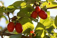 Kornelkirsche - Cornus mas Heimischer Strauch Gehölz Pflanze Bayern - Veitshöchheim Vorschau