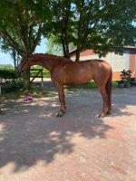 Junges großes Dressurpferd zu verkaufen Niedersachsen - Großenkneten Vorschau