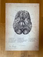 Poster Anatomie Neuro Nerven Gehirn Niedersachsen - Göttingen Vorschau