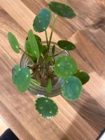 Ableger Ufopflanze / Pilea Peperomioides Niedersachsen - Staufenberg Vorschau