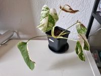 Monstera Variegata Ableger Sachsen-Anhalt - Magdeburg Vorschau