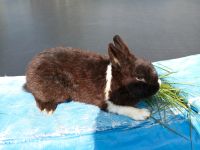 Süßes Kaninchen sucht neues Heim Rheinland-Pfalz - Anhausen Vorschau