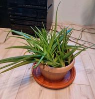 Aloe Vera Pflanze inklusive Topf und Unterdeckel Niedersachsen - Stoetze Vorschau