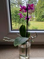 Orchidee wunderschöne Farbgebung Brandenburg - Cottbus Vorschau