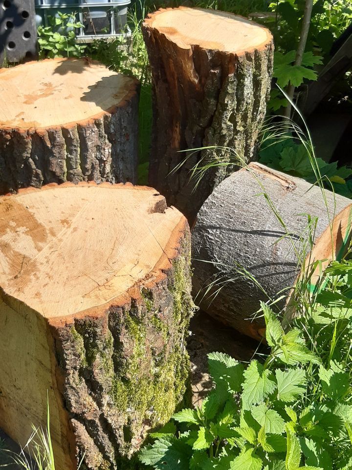 Hackstöcke / Blumenständer; Eiche und Buche in Bad Sulza