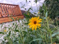 Helianthus Sonnenblumen Staude, bis zu 2m, Ableger, Sommerblume Niedersachsen - Wolfenbüttel Vorschau