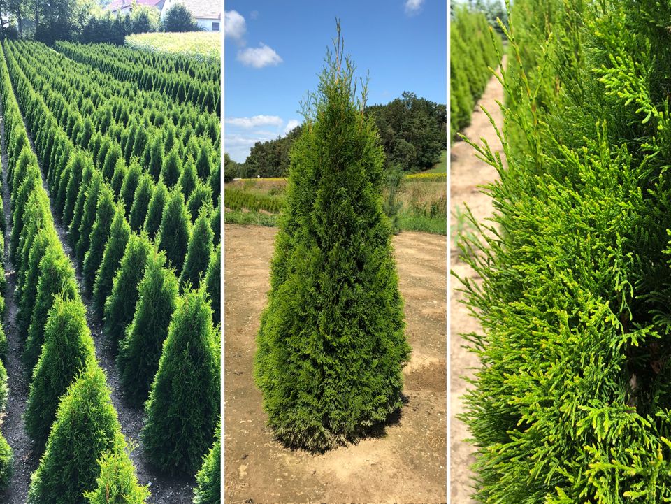 Lebensbaum Thuja occidentalis 'Smaragd' 180-200 cm | Bayernhecke` in Ingoldingen