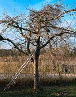 Obstbaumschnitt Frühsommer Bayern - Kelheim Vorschau