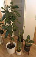 4x Zimmerpflanzen Gummibaum Kakteen Gliederkaktus Opuntia Kreis Pinneberg - Pinneberg Vorschau
