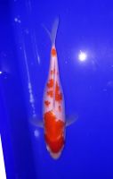 Koi: Kanoko Kohaku 30 cm Niedersachsen - Dahlenburg Vorschau