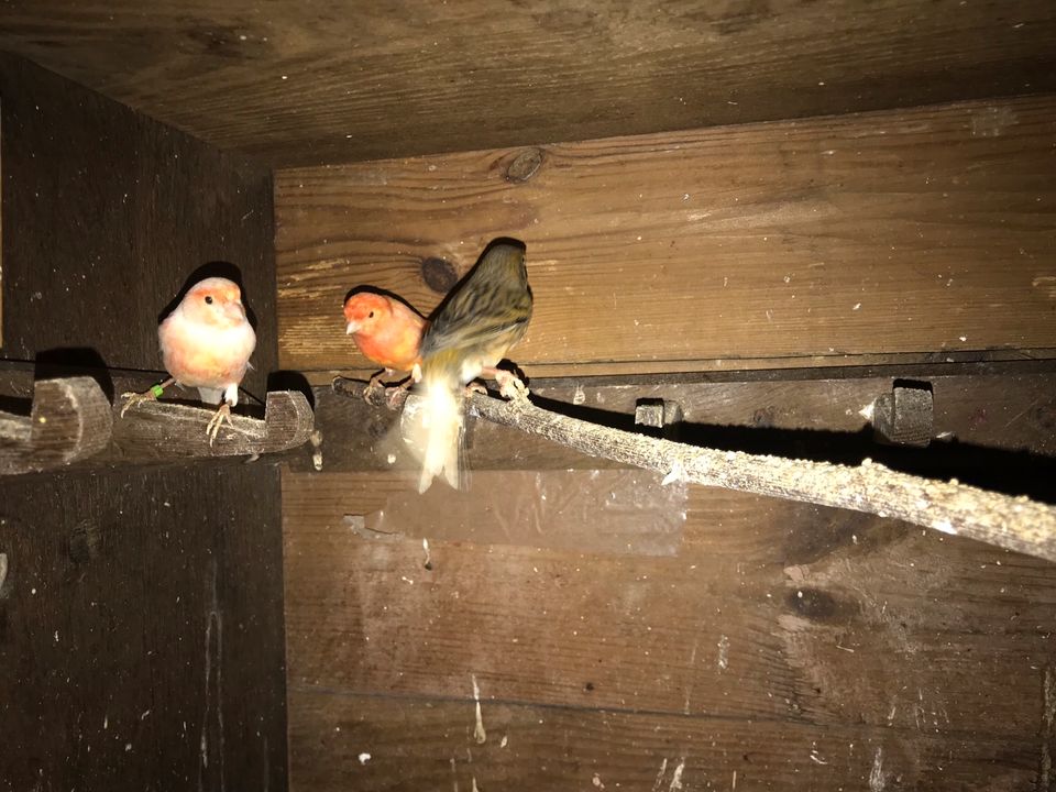 Kanarienvögel- W— M in Mauritz