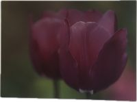 Bild mit Wechselrahmen, Stoffdruck Tulpe rot-lila 1,80 m x 1,30 m Hessen - Eichenzell Vorschau
