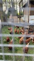 Hühner und Küken zu verlaufen Niedersachsen - Steinfeld Vorschau