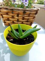 Aloe Vera Pflanze Leipzig - Engelsdorf Vorschau