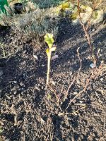 Rote Johannisbeeren Ableger Nordrhein-Westfalen - Velbert Vorschau