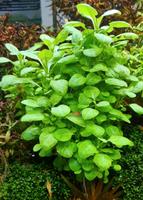 Lobelia cardinalis 'Mini' Aquarienpflanze Aquariumpflanze Nordrhein-Westfalen - Bünde Vorschau