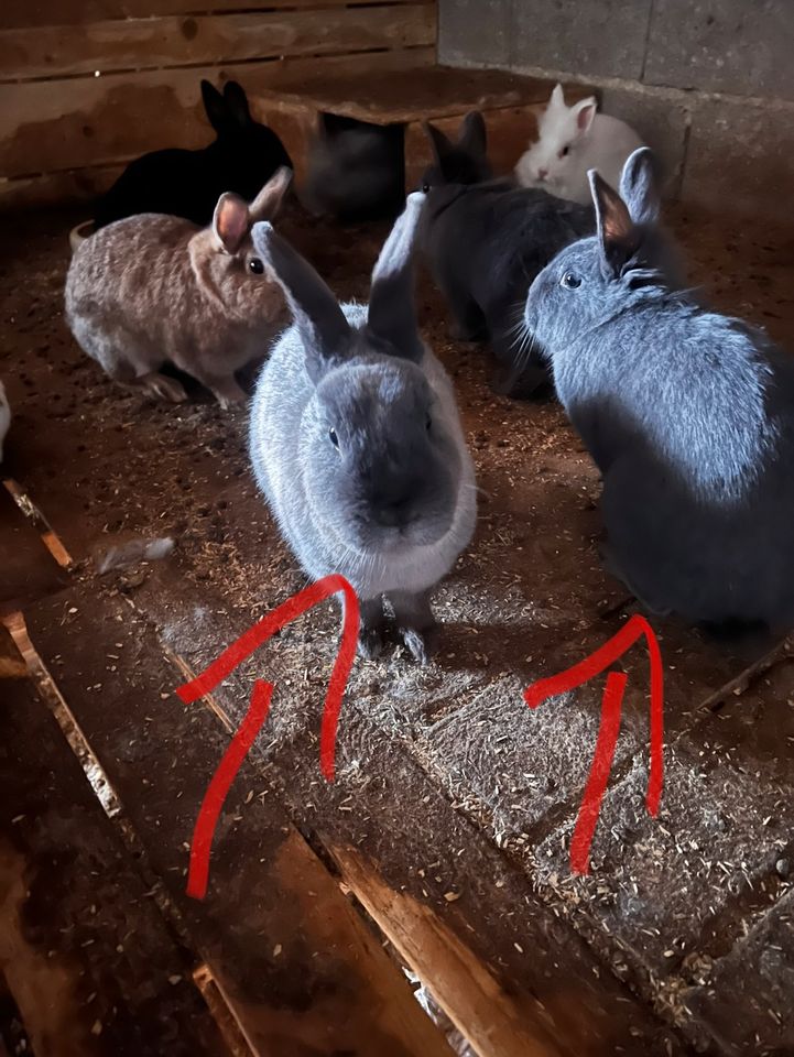 3 Weibliche Kaninchen in Kasendorf