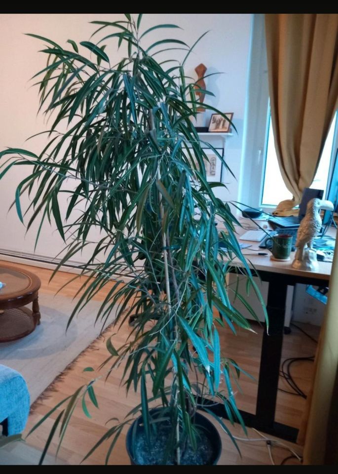 1m80; Ficus Alii mit Übertopf für 40€ in Berlin