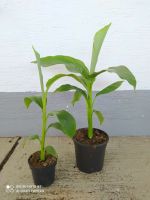 Musa Basjoo Winterharte Faserbanane Bananenpalme 50-70cm Pflanze Nordrhein-Westfalen - Nordkirchen Vorschau