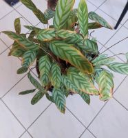 Calathea in schönem Topf aus Seegras (Neuwertig) Rheinland-Pfalz - Guldental Vorschau