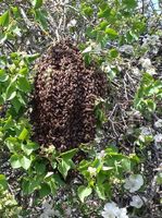Bienenschwarm einfangen, Schwarm Bienen Bienentraube kostenlos Thüringen - Gera Vorschau