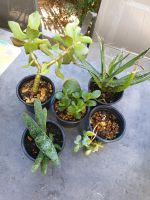 Zimmerpflanze Sukkulenten Kakteen/ Agave/Aloe 5er Set Bayern - Altomünster Vorschau