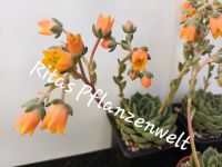 Echeveria no Name, Sukkulente, Muttertag, Blume, Zimmerpflanze Bayern - Stephanskirchen Vorschau