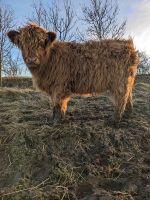 Highland Cattle / Hochlandrind  / Weiblich Thüringen - Hörselberg-Hainich Vorschau