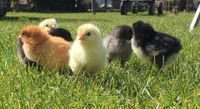 Küken Hühner Marans, Araucana Grünleger, Sundheimer, Blumenhühner Baden-Württemberg - Ettenheim Vorschau