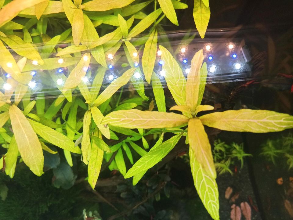 Hygrophila polysperma 'Rosanervig', Sunset-Wasserfreund in Ludwigsburg