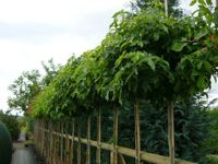 AMBERBAUM Kugelbaum Liquidambar GUMBALL Nordrhein-Westfalen - Rheinbach Vorschau